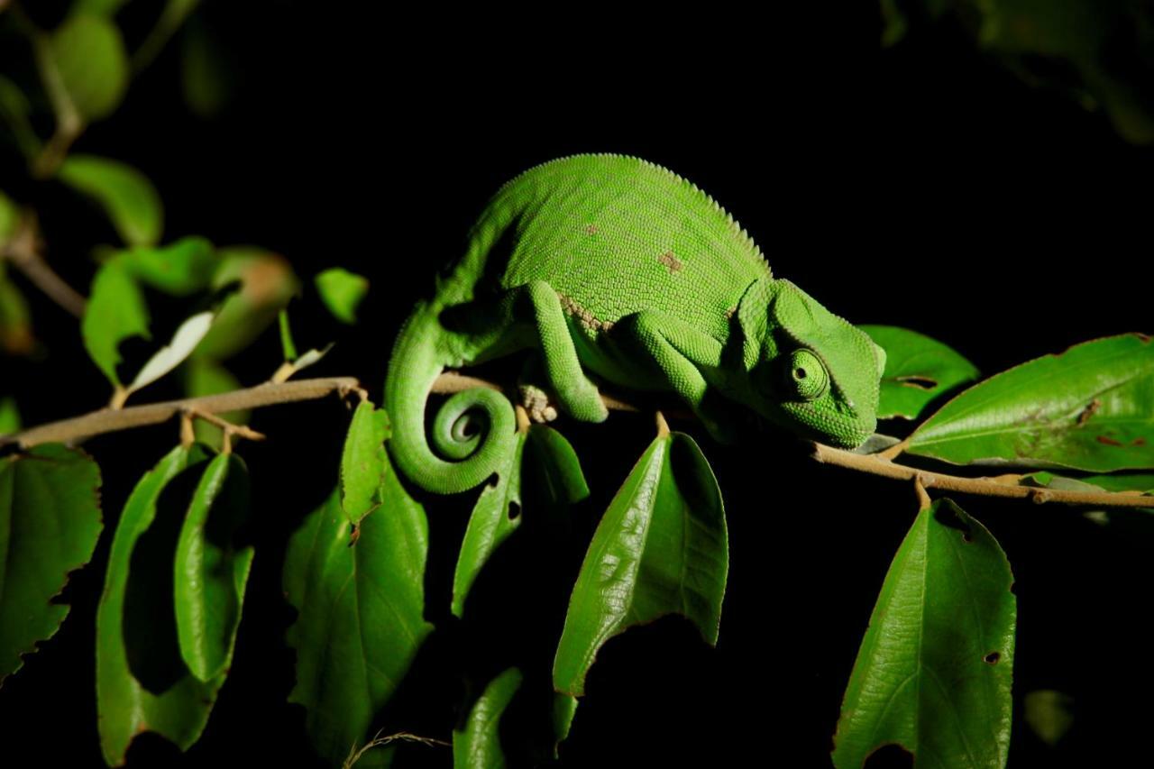 Ivory Wilderness River Rock Lodge privé-wildreservaat Klaserie Buitenkant foto